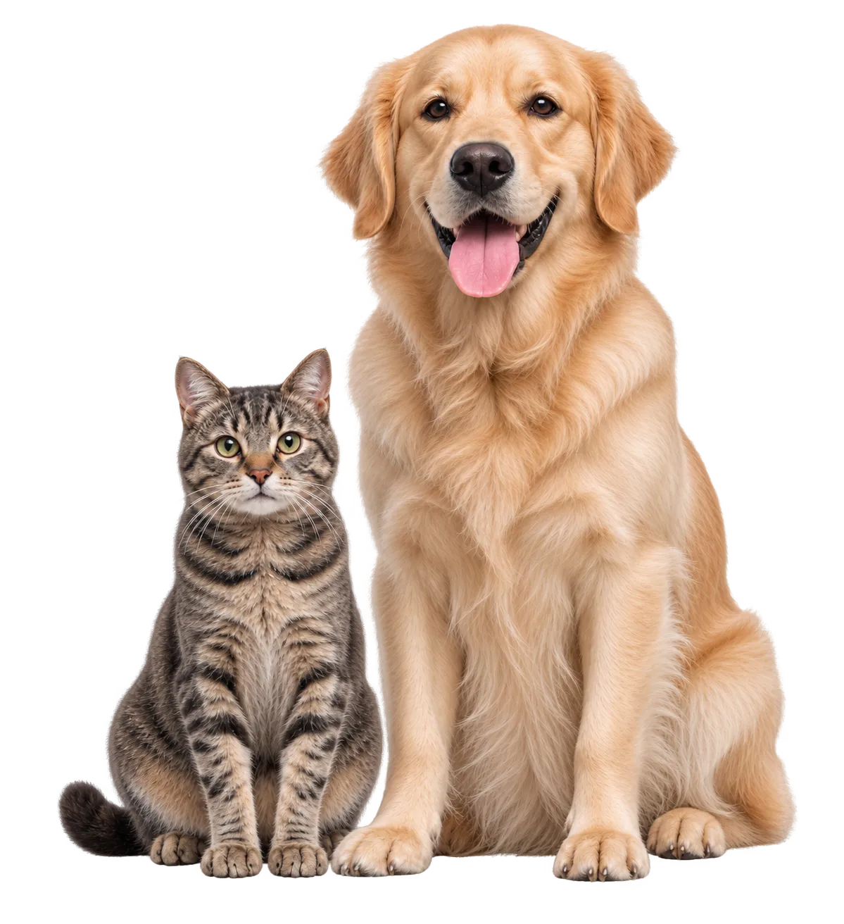 A golden retriever and a tabby cat sitting side by side